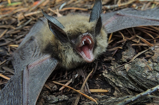 汤森的出了一个蝙蝠科里诺希努斯汤森迪物种vesper蝙蝠一般hibernate冬天塞拉喷火
