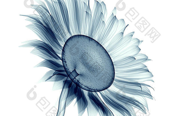 x射线图像花孤立的白色向日葵插图