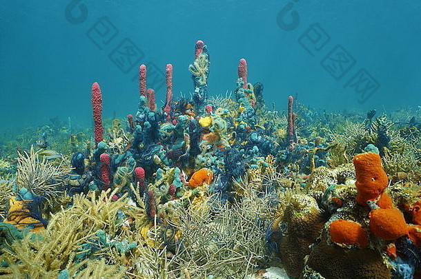 水下礁蓬勃发展的海洋生活组成<strong>珊瑚色</strong>彩斑斓的海绵覆盖脆星星加勒比海