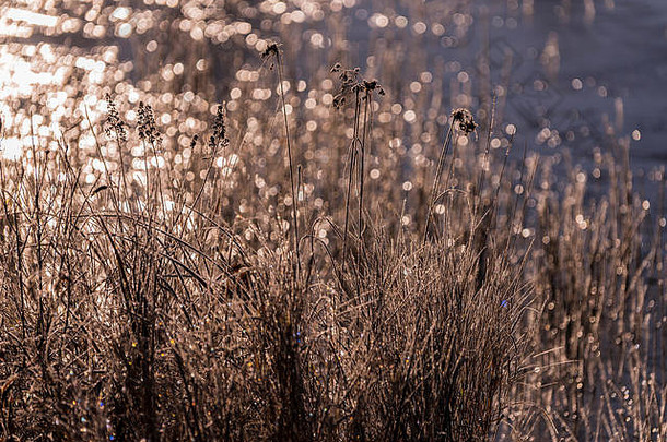 威斯康星州北部蜘蛛湖周围树木和植物的晨霜。