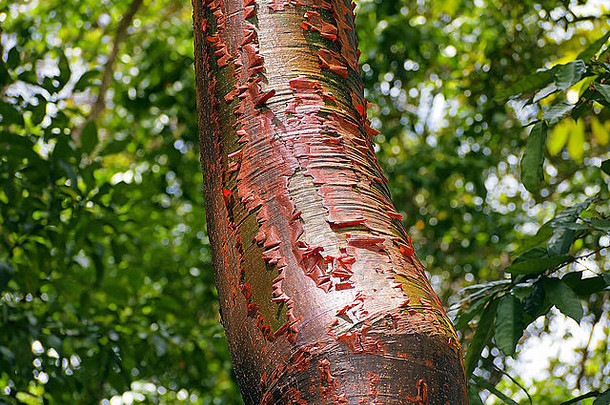 有红色树皮和剥皮的秋葵树
