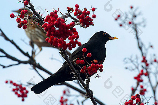 黑鹂栖息在长着红色浆果的树枝上