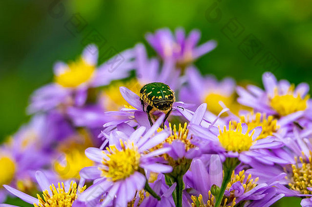 在日本神奈川的路边，绿色的日本甲虫以一簇紫菀花为食。这些甲虫通常被视为入侵物种，但