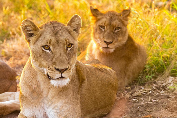 <strong>日</strong>出时南非野生<strong>动物保护</strong>区一头非洲雌狮子和幼崽的特写镜头