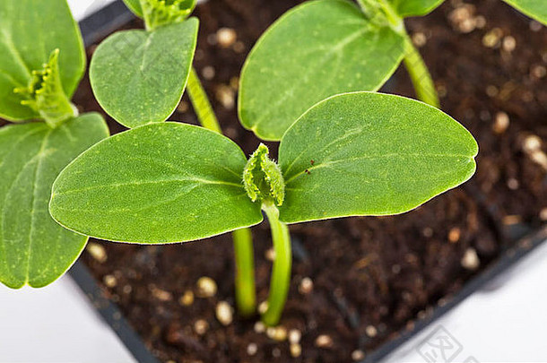 黄瓜幼苗种植塑料温室托盘