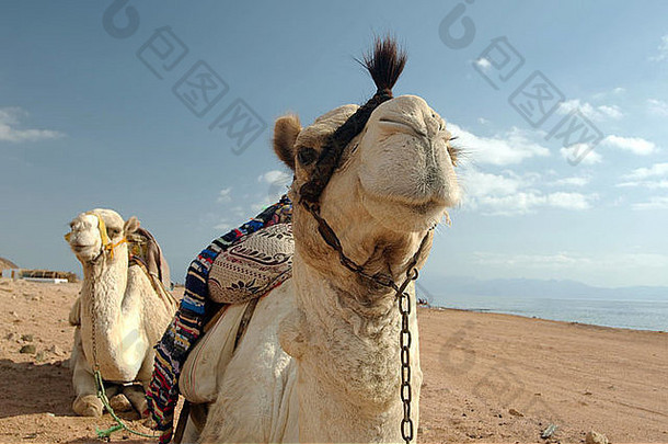 单峰骆驼骆驼阿拉伯骆驼Camelus德罗梅达里乌斯肖像dahab埃及非洲