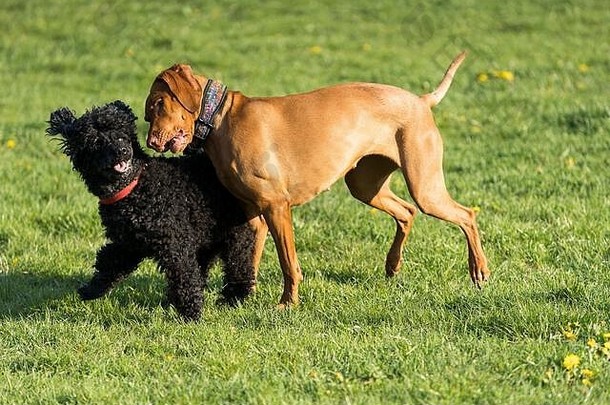 下午散步时，两只友好的狗在绿色草地上玩耍。