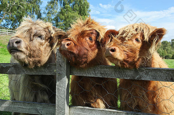 苏格兰高地奶牛在野外的特写镜头