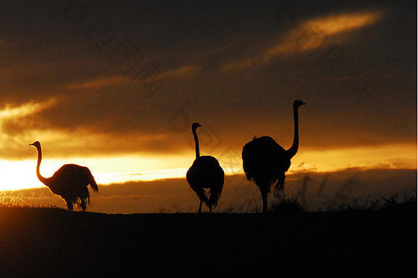 关闭集团的轮廓鸵鸟享受美丽的Safari日出南非洲伟大的背景空间文本
