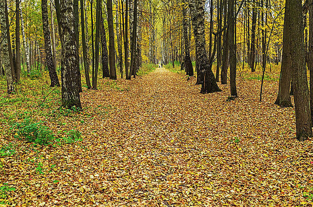 公园里秋天的道路，黄色的树叶。