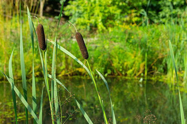 在一个阳光明媚的夏日，reedmace cane reed rush莎草在湖边池塘边成熟的<strong>蒲草</strong>花序。阳光明媚的景色