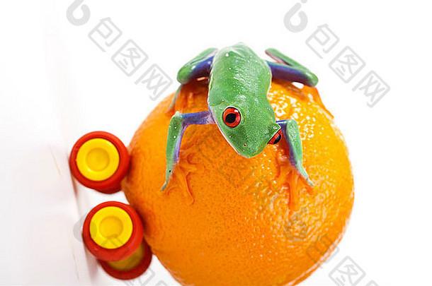 橙色青蛙