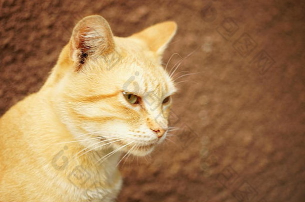 石墙背景上的红猫肖像