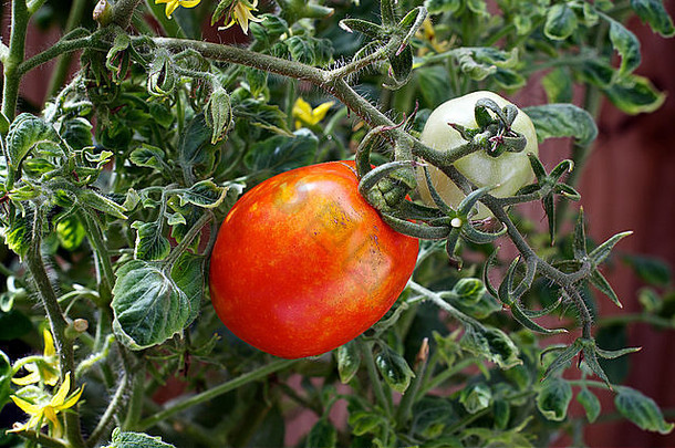 果实生长的不同阶段。一株带果实的番茄植株，一个大的成熟的红色番茄，一个中等的番茄和一个小的开始腐烂的番茄
