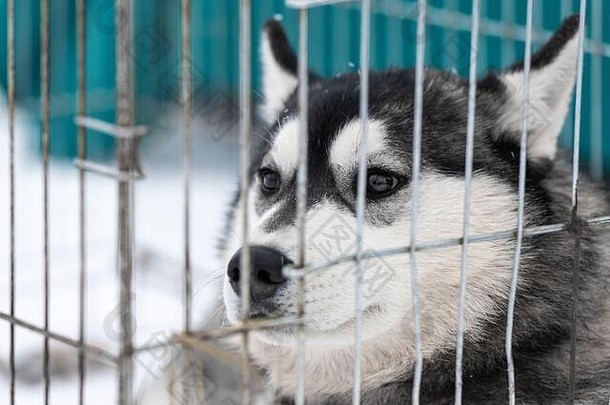 哈士奇狗在笼子里等待主人把它送到雪橇狗<strong>比赛现场</strong>。宠物带着希望环顾四周。
