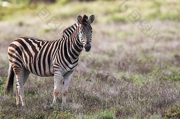 南非东开普省Amakhala禁猎区的平原斑马。