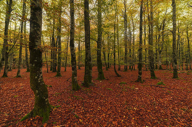 乌尔巴萨山毛榉森林秋天纳瓦拉西班牙