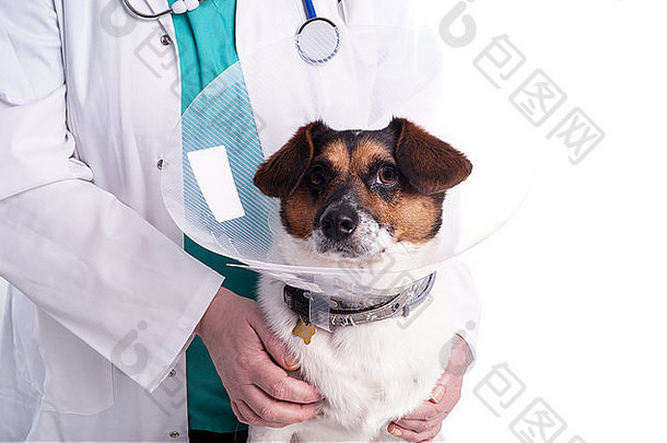 兽医狗生病的狗穿漏斗领兽医检查孤立的白色