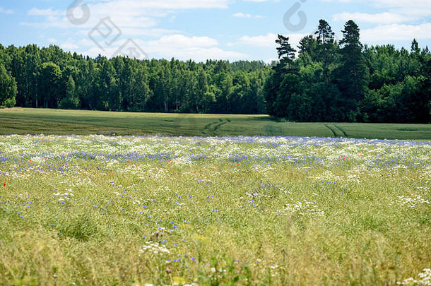 夏日鲜花盛开的田野，模糊的背景
