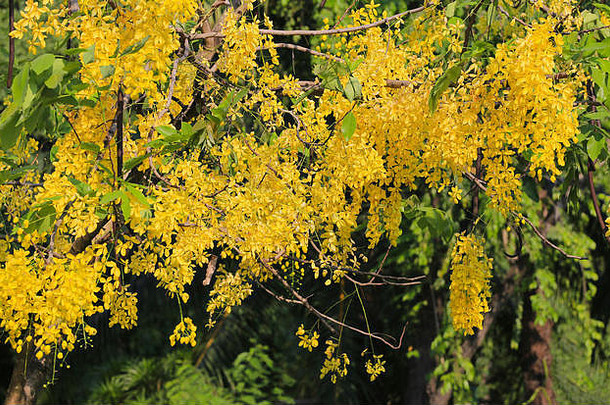 桂皮或金花在花园里的树上盛开，在泰国被命名为Ratchaphruek。