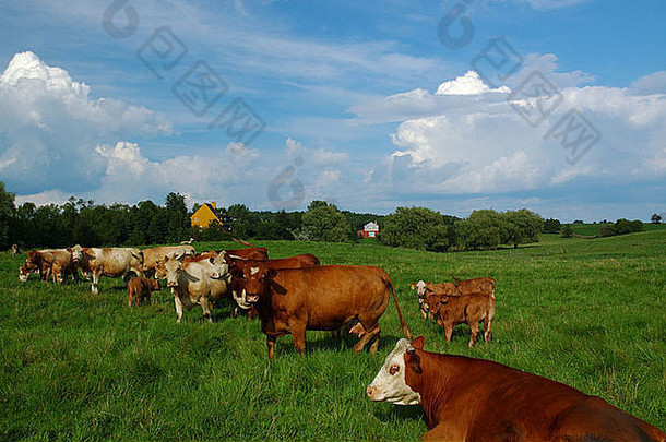 根西岛牧场上带小牛的奶牛群