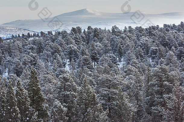 <strong>三月</strong>份，瑞典拉普兰基律纳的冬<strong>季</strong>景观，背景是加马斯特奇卡山，前场是白雪覆盖的松树