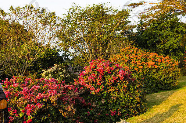 杜鹃花的开花灌木。阿伯代尔，肯尼亚