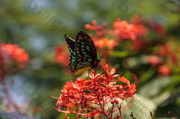 凯恩斯鸟蝶栖息在花园的一棵树上。这种植物是澳大利亚特有的。