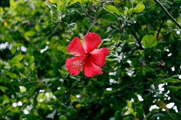 热带美丽的红色的芙蓉花叶子特写镜头宏摄影