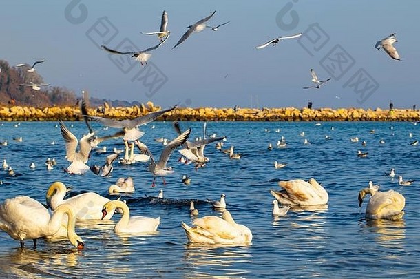 群birds-swans银海鸥年轻<strong>的</strong>成人动物提高大惊小怪热闹<strong>的</strong>活动海岸警告海滩不错<strong>的</strong>冬天一天
