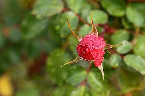 我花园里红玫瑰和水滴的特写镜头