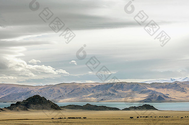 蒙古西部乌列盖至科布多路的托尔博湖和一群马