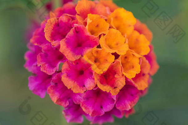 乡村花园背景中紫色和橙色玫瑰马缨丹花马缨丹卡马拉的特写细节