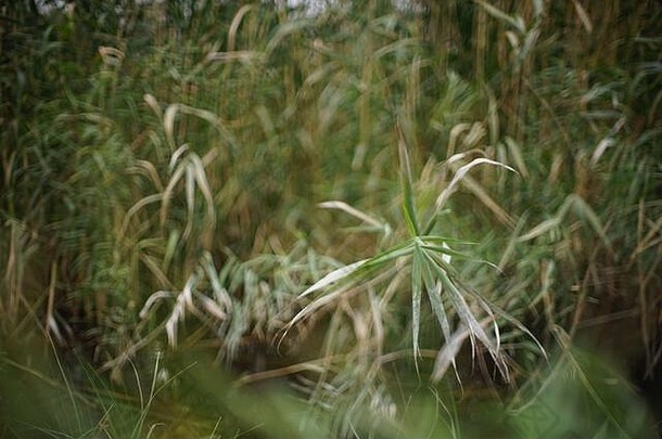 阴天池塘里长着芦苇