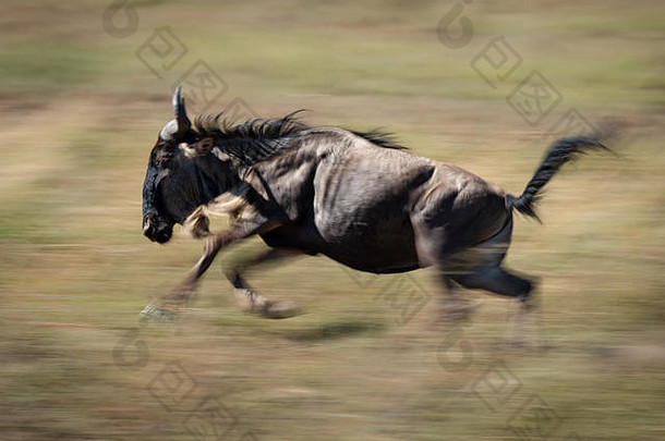 一只蓝色的角马在阳光下疾驰着穿过大草原。它的腿和尾巴被速度弄得模糊不清。
