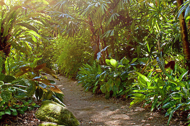 有斑点的光宁静的热带花园路径排树叶植物包括麦当娜百合花鸟巢蕨类植物棕榈树