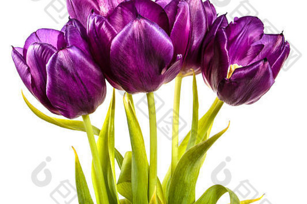 一束美丽的紫色郁金香。白色隔离