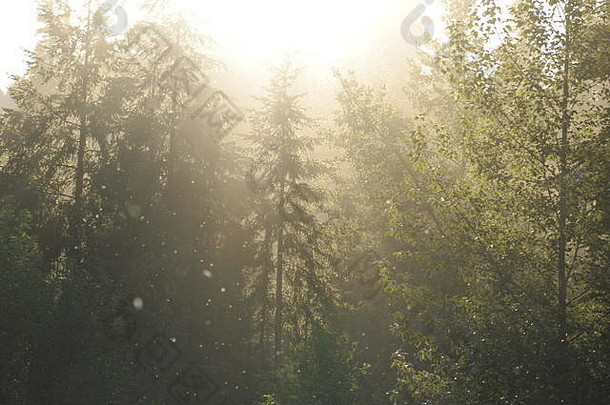 引人注目地有雾的松森林日落昆虫嗡嗡声breitenbush热弹簧相邻罩国家森林山俄勒冈州