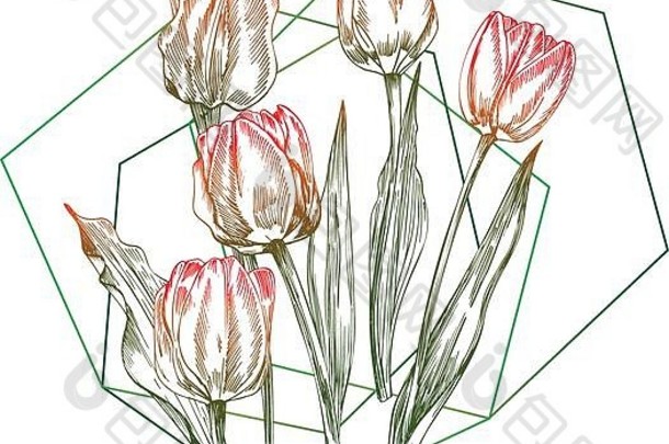白色背景上的红色和绿色郁金香的春天花束。线条雕刻绘画风格。写实植物自然花卉素描