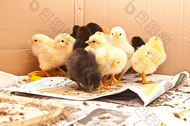 初生一日龄混合品种雏鸡。英国汉普郡。