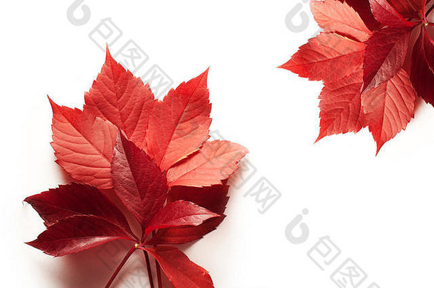 白色背景上的红色秋叶和文本空间