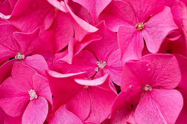 特写镜头盛开的粉红色的绣球花