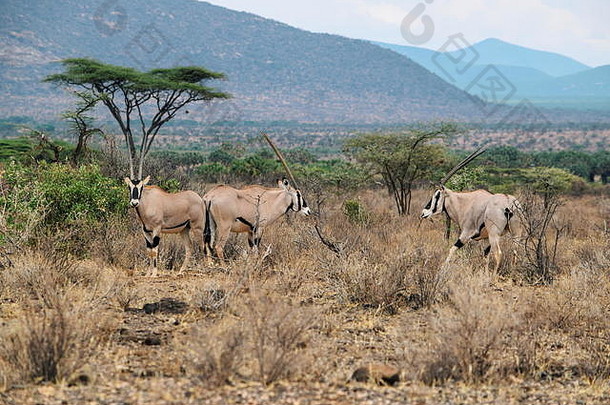 肯尼亚桑布鲁野生动物保护区放牧的大羚羊