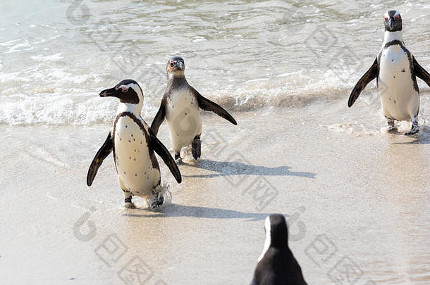 南非开普敦海滩上的企鹅