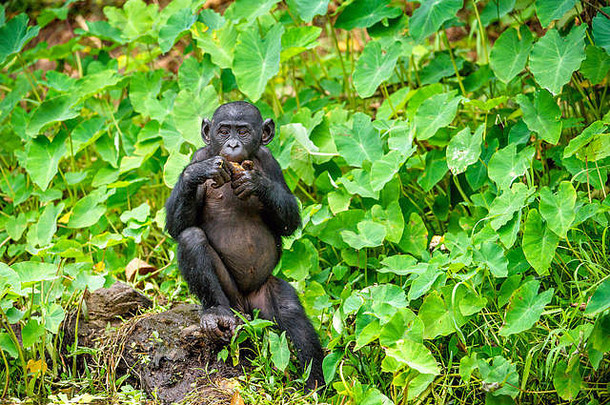倭黑猩猩幼崽在自然栖息地的特写肖像。绿色自然背景。倭黑猩猩（PanPaniscus），被称为侏儒黑猩猩。民主共和国