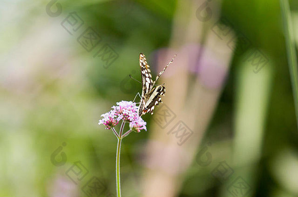 网纹燕尾蝶，又名柠檬或酸橙燕尾蝶或小柑橘蝶，以花为食