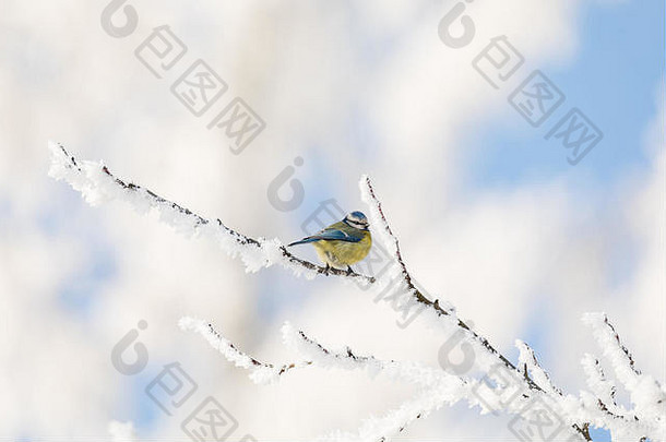美丽的小鸟大山雀（Parus major）冬天坐在白雪覆盖的树枝上，天空蔚蓝