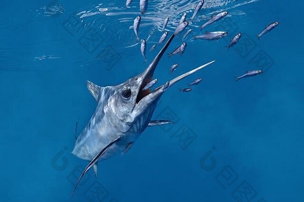 xiphiorhynchus普里斯库斯已经灭绝的剑鱼狩猎小鱼