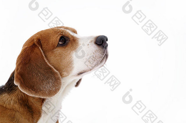 beagle dog户外<strong>冬季</strong>肖像，带有文字空间