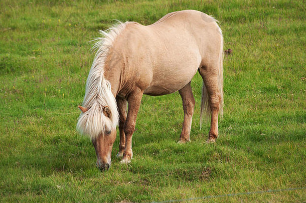 冰岛农村冰岛马冰岛马部分本地的品种特征小小马大小